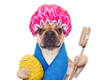 a dog ready for his bath